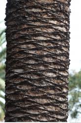 Photo Textures of Exotic Plants